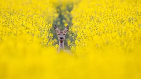 Ben Pulletz A doe in a field of rapeseed