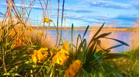 BBC Weather Watchers/Space Walker Bowing daffodils sit in the shade among long grass on a river bank under blue skies with strips of fluffy white clouds. The water in the background is bright blue and hills can be seen in the distance.