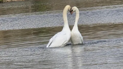 Yen Milne Two swans lean into each other and touch bills on a lake. The inside shape of their two necks in this position resembles a heart.