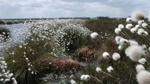 Humberhead Peatlands near Doncaster with cottongrass across most of the picture and water to the left growing over peat bogs 