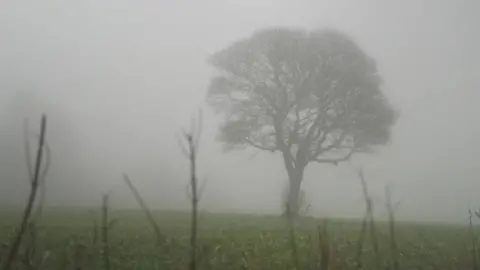 A leafless sycamore tree stands alone in the middle of an otherwise empty field in thick mist.