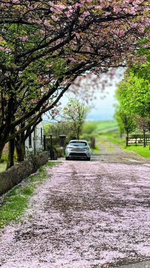 Brian Johnstone Cherry blossom covers a road which has overhanging trees. There is a car parked on the road in the distance.
