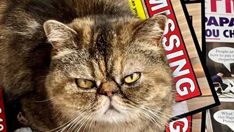 Kelly Cooper A brown and black stripy cat, glowering at the camera. The cat is sat on some missing posters.