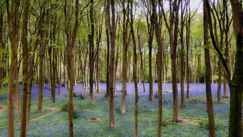 Getty Images A wood full of slim trees has a vast carpet of bluebells along its floor. 