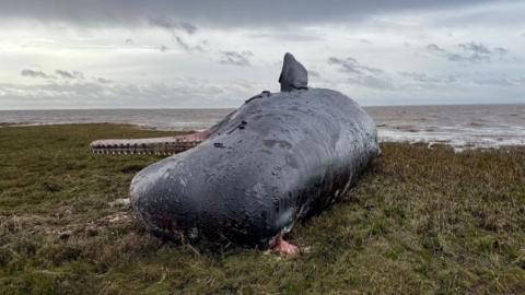 A dead whale in the Humber