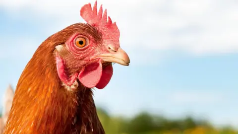 Getty Images A close up of a hen's head. It's feathers are bright orange and its comb is fleshy and pink. The hen is in the outdoors.