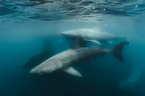 Evan Johnston/UPY2026 Four basking sharks in the Sea of the Hebrides, Scotland. 