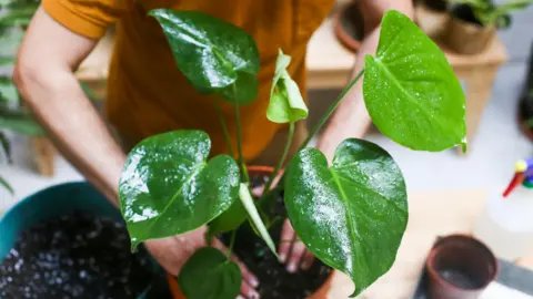 Getty Images A man with an orange jumper pressing the soil on a wet monstera plant