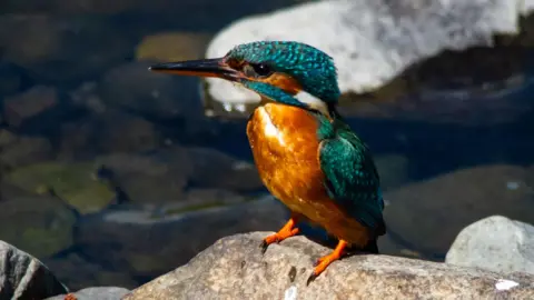 Phil Groves A kingfisher sits on a rock by the River Kent in Kendal. The kingfisher has a bright orange chest and a teal coat and a flecked turquoise head. Its colours are striking against the backdrop of the dark green shaded river. 