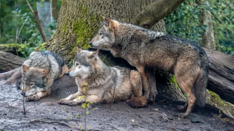 Jon Drew Three grey wolves are gathered at the foot of a large tree at Bristol Zoo Project. One of them is lying down and appears to be asleep. The ground is muddy