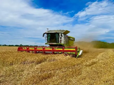 BBC Weather Watchers/Shaun A combine harvester, with a red bladed front and green cab, gathers straws of corn in a field under a blue sky with light white cloud.