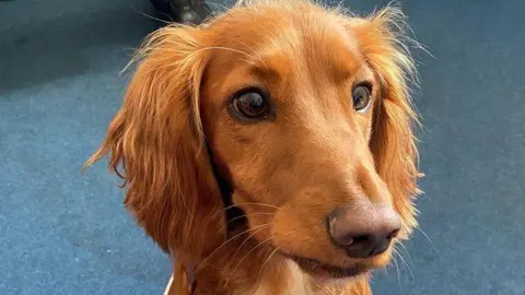 A close-up image of the face of Ted, a three-year-old cocker spaniel. He is brown. In the background, the carpet is blue.