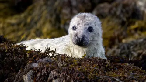 Bill Hodgson A grey seal pup among rocks and seaweed looking in the direction of the camera.