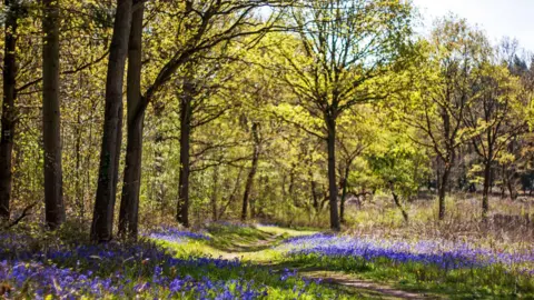 Bluebells are growing under the trees in Tiddesley Wood in the spring.