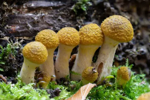 Peter Charman Funghi dalla cima gialla in fila in un bosco