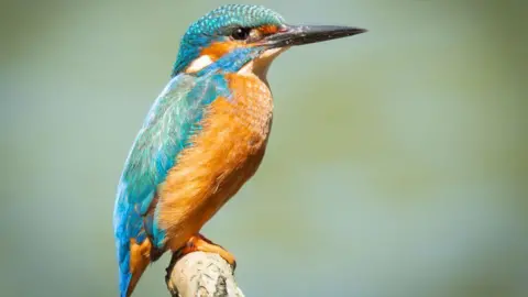 Ollie Owen A common kingfisher bird 