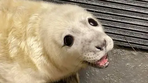 A closeup of a seal pup's face. It has dark eyes and blonde fur and its mouth is open showing its pink gums and tongue.