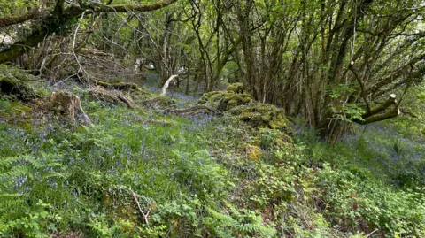 A wood with a carpet of bluebells. There is a moss-covered dry-stone wall through the middle of the picture.