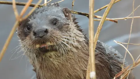 David Barr A large brown otter with whiskers close up to the camera.