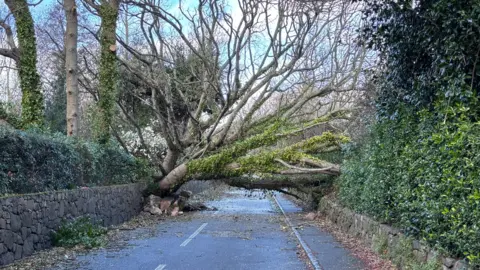 A large, fallen tree blocking the middle of a road, with stone walls either side.