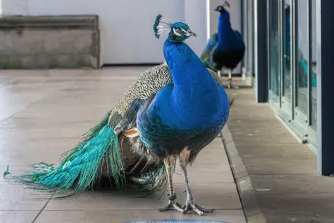Gerry McGuire Blue peacock staring into a glass cafe door with another a few feet behind