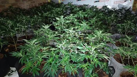 A number of potted up cannabis plants pictured inside an attic or garage