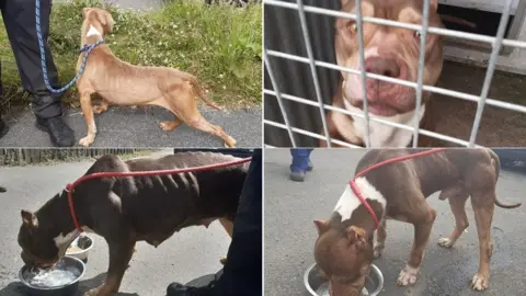 South Yorkshire Police Composite image of four different dogs