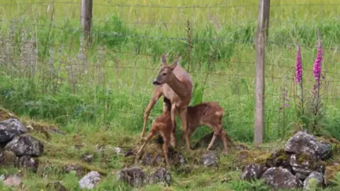 Sarah Thurlbeck Two baby deer suckle their mother. They are all brown.