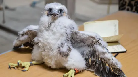 James Fisher A very fluffy white peregrine chick, with thick yellow claw, resting on a table. Some of its wing feathers are orange and grey.