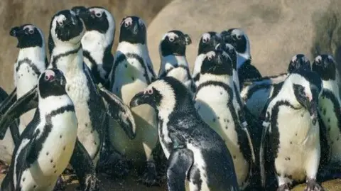 Yorkshire Wildlife Park A group of black and white penguins at Yorkshire Wildlife Park