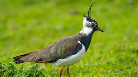 Getty Images A lapwing walks through a field of green grass. It has a white belly, brown wings with a rainbow effect on the edge, black and white head with long feathers protruding from the crown of its head.