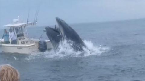 Whale breaches next to boat