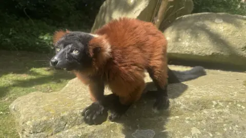 Shelly the lemur, with her black face and red fur, looks upward as she walks on a rock in her enclosure