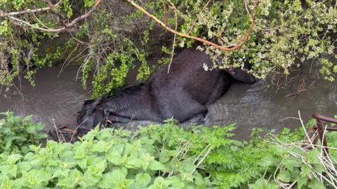 Oxfordshire Fire and Rescue Service Steep-sided gully or ditch with dense vegetation and slowing water with a dark brown horse seen lying on its side in the water.