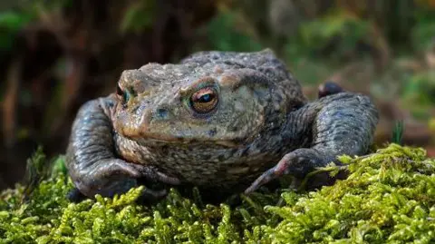 A toad is sitting on moss in a close-up photograph. There is countryside in the background, which is blurred.