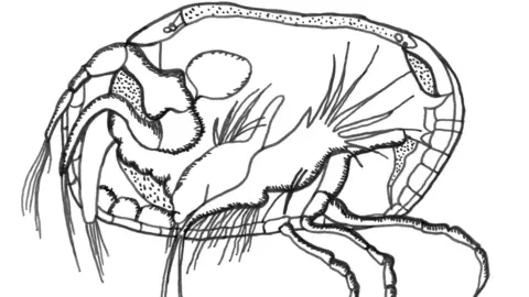 Dominika Wroblewska Illustration of ostracod