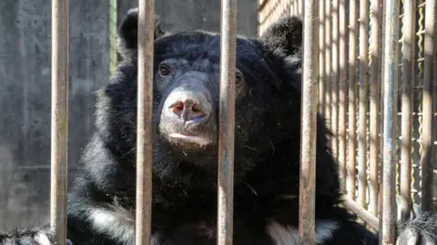 A black moon bear looks out of a small cage with bars. It has its paws resting on top of the bars as it looks at the camera.