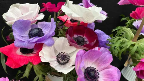 A tight cluster of bright, delicate flowers fills the frame, with soft white, deep red and lilac-purple petals surrounding dark, textured centres. 