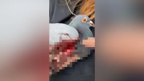 Alice Pryor/Wild Hearts Rescue and Rehabilitation An injured pigeon - its wing is pixelated due to its graphic nature