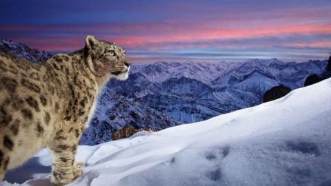 A snow-leopard scans for prey across the jagged peaks of the Ladakh mountain range, in India.