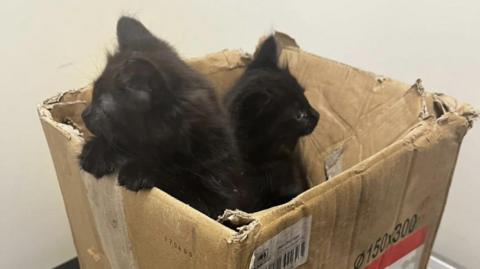 Two black kittens poking their heads out of a box