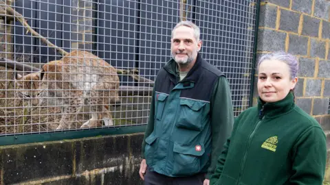 Shepreth Wildlife Park Freddie the lynx prowls his enclosure as a man and a woman, dressed in green outfits that indicate they work at Shepreth Wildlife Park, stand outside the enclosure and smile at the camera. The man has grey hair and a beard, and the woman has purple hair tied behind her head. 