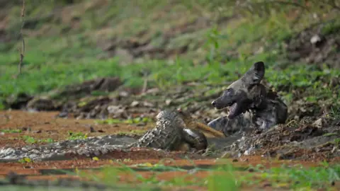 African wild dog struggles when being attacked by a crocodile