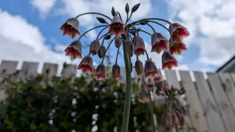 Olivia Philips From below looking up at the small pink flowers that hang from the stem.
