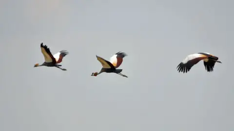 Tiga crane jambul terbang dengan anggun di Mbarara, Uganda 