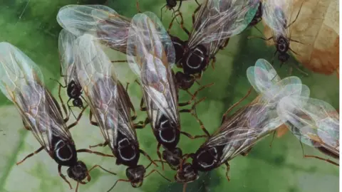 Science Photo Library A close-up of flying ants