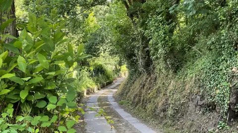 A narrow country lane within dense greenery. On both sides of the path, there are trees and bushes. There is dirt in the middle of the road and no road markings. 