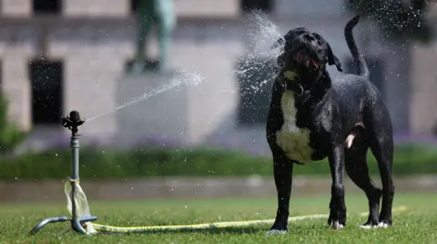 Shutterstock A black dog with a white chest playing in water spraying from a sprinkler fed by a hosepipe on grass.