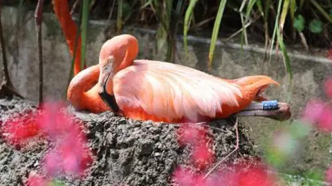 Paradise Park Wildlife Sanctuary Close up of a flamingo