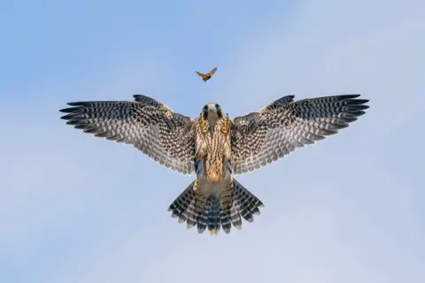 Jack Zhi  young falcon hunting a butterfly